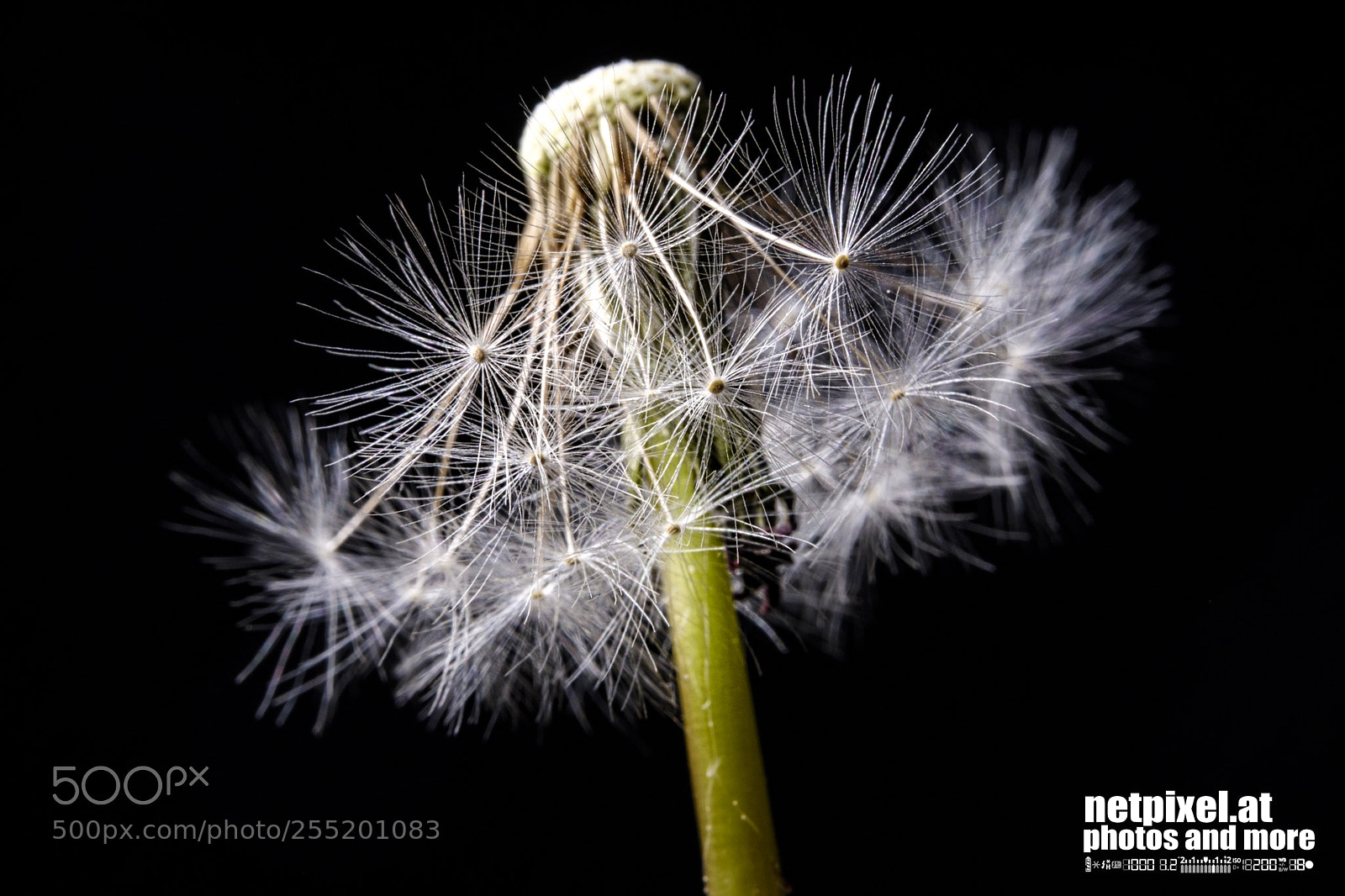 Fujifilm X-T2 sample photo. Dandelion photography
