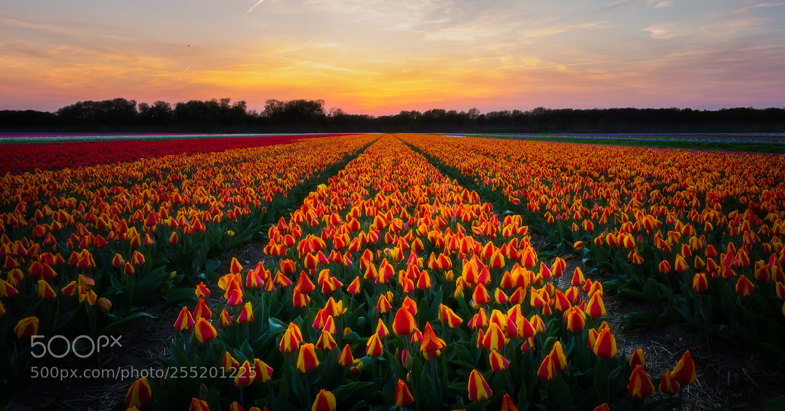 Sony Cyber-shot DSC-RX10 sample photo. Tullip field at sunset photography
