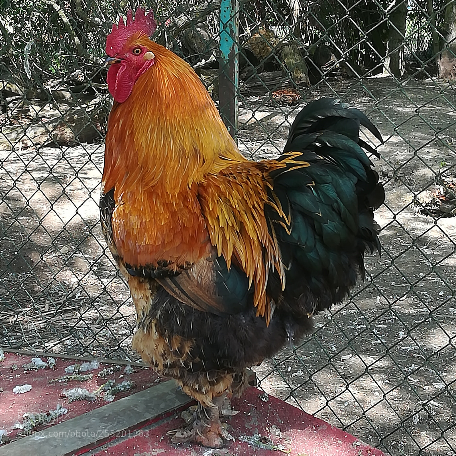 HUAWEI honor 6x sample photo. Astrobiopark photography
