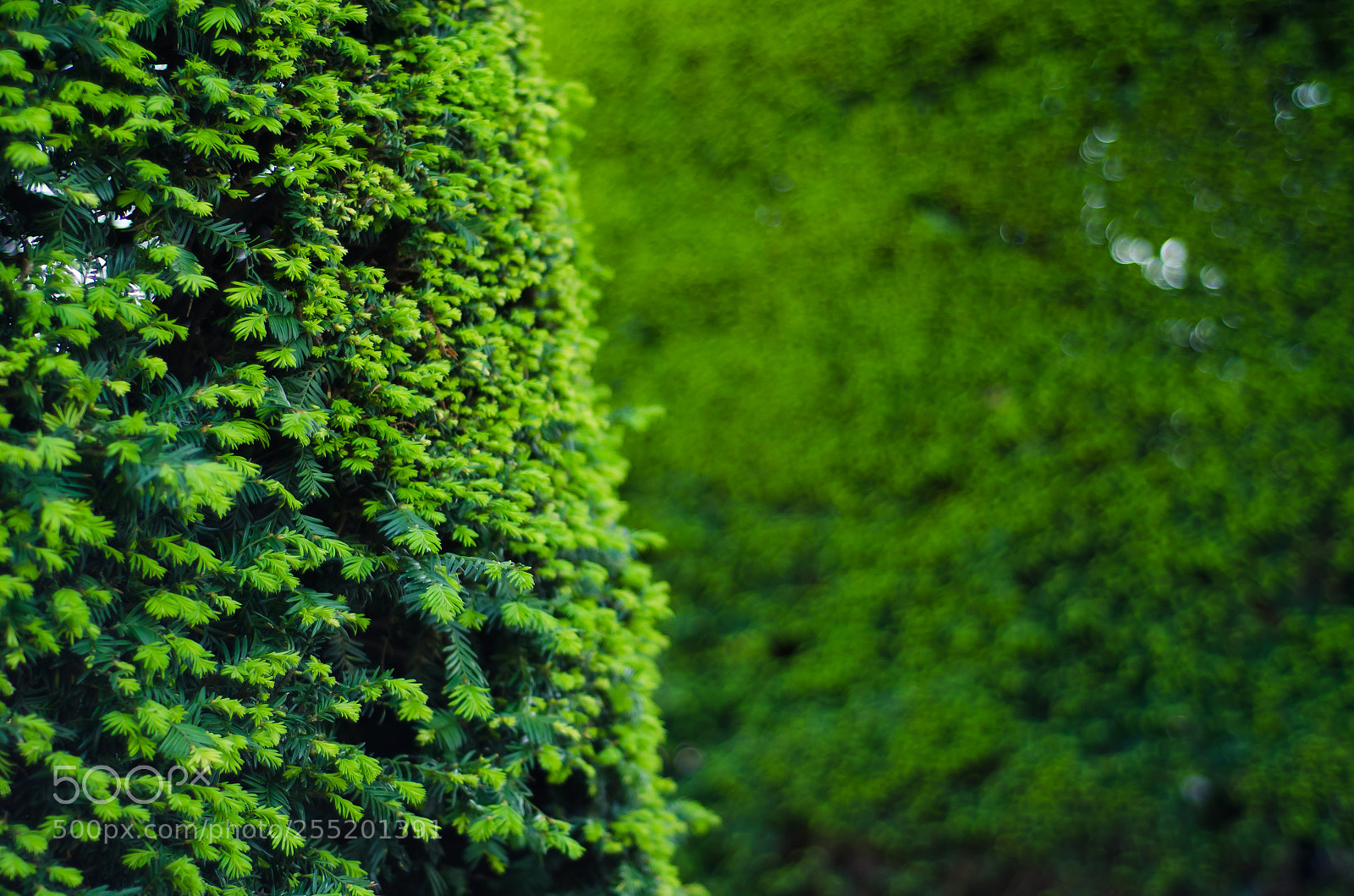 Nikon D7000 sample photo. The lungs of the photography