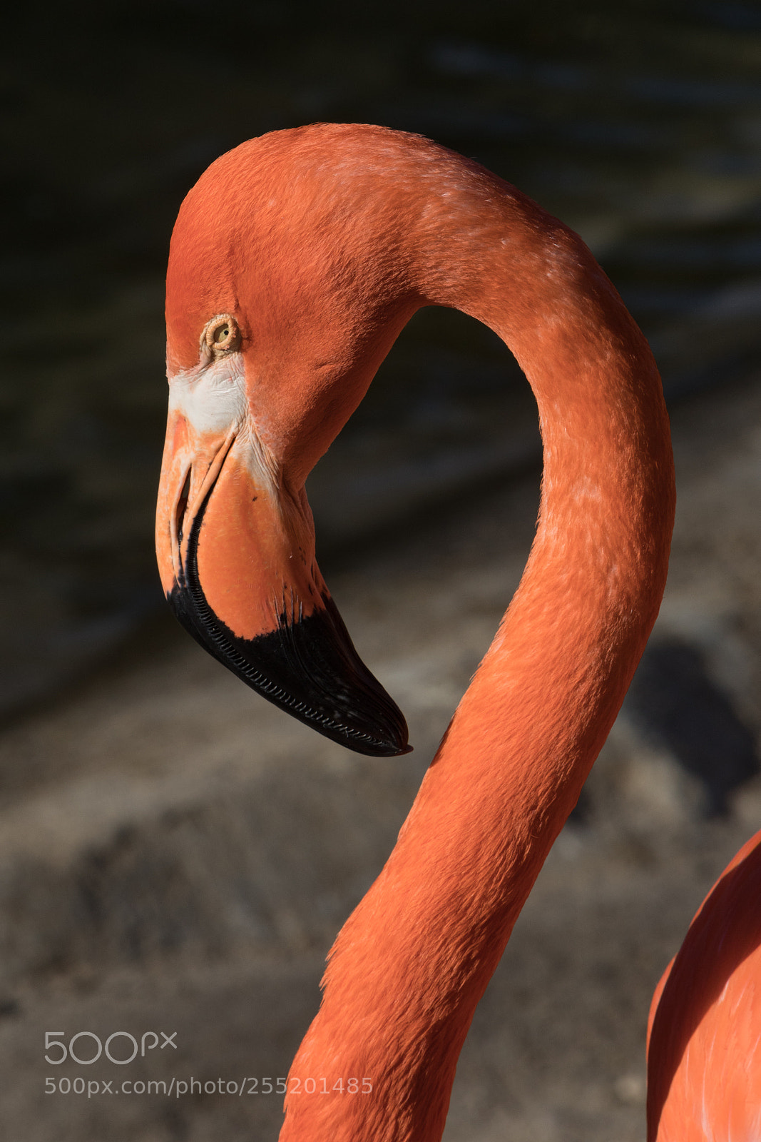 Canon EOS 5D Mark IV sample photo. Portrait of a flamingo photography