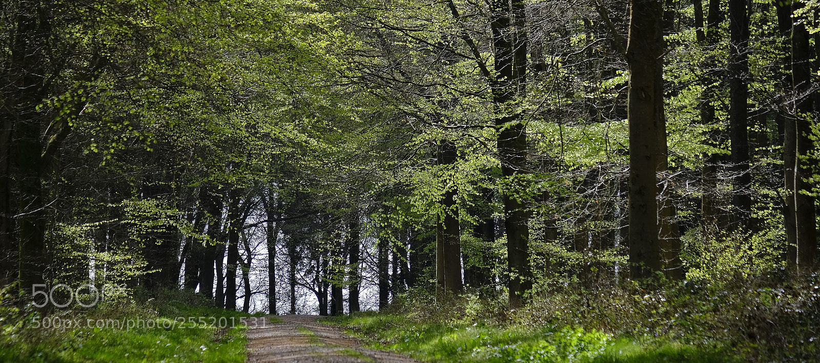 Fujifilm X-H1 sample photo. Spring in the forest photography