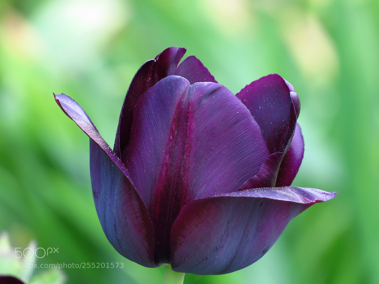 Canon PowerShot SX540 HS sample photo. Tulpe photography