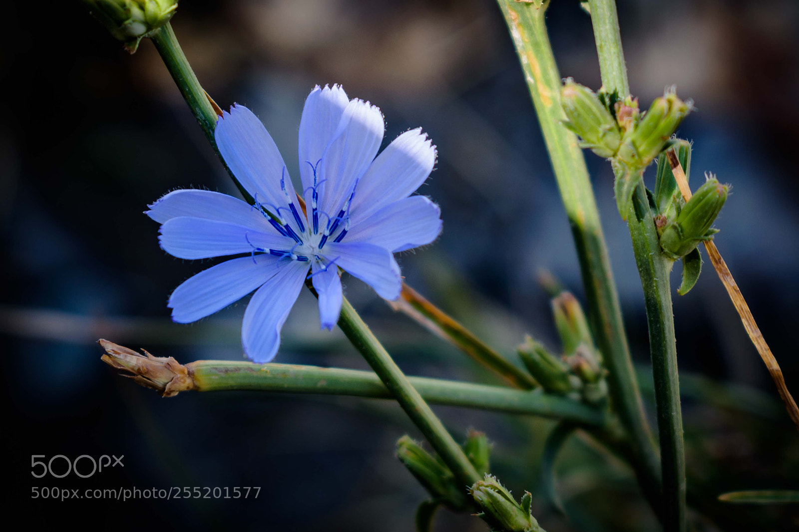 Nikon D3300 sample photo. Chetwode blue... photography