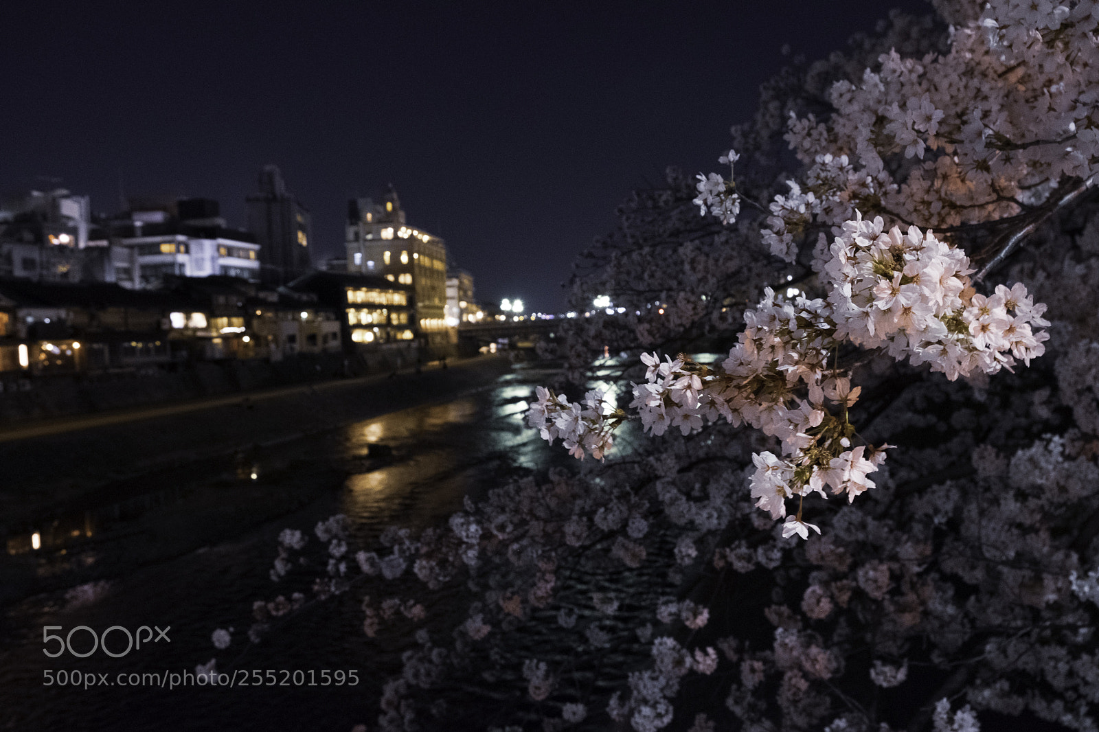Fujifilm X-E3 sample photo. Sakura by streetlight photography