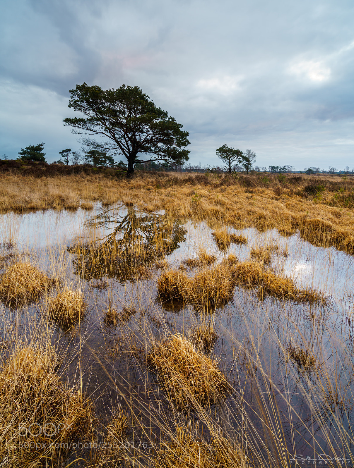 Sony a7R III sample photo. Heather in winter photography