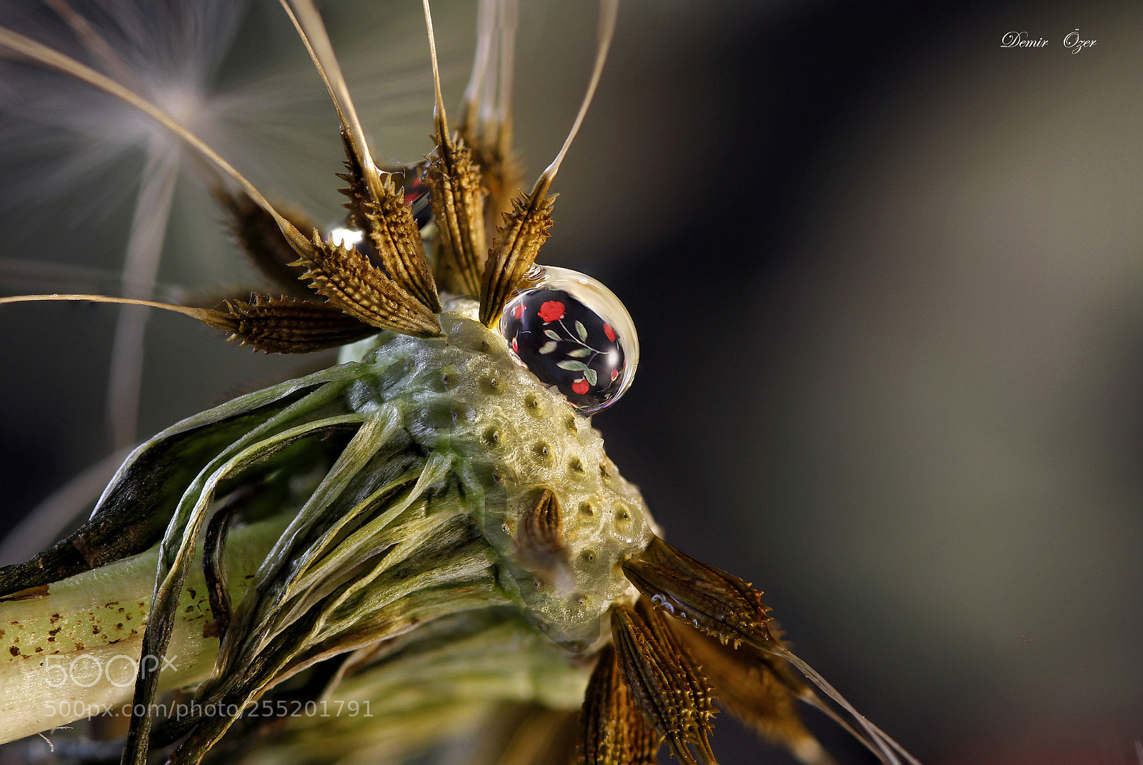 Canon EOS 7D sample photo. Dandelion photography