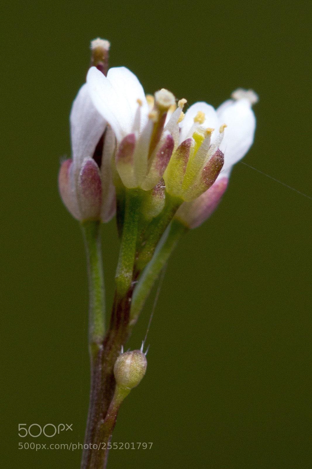 Canon EOS 70D sample photo. Flower photography