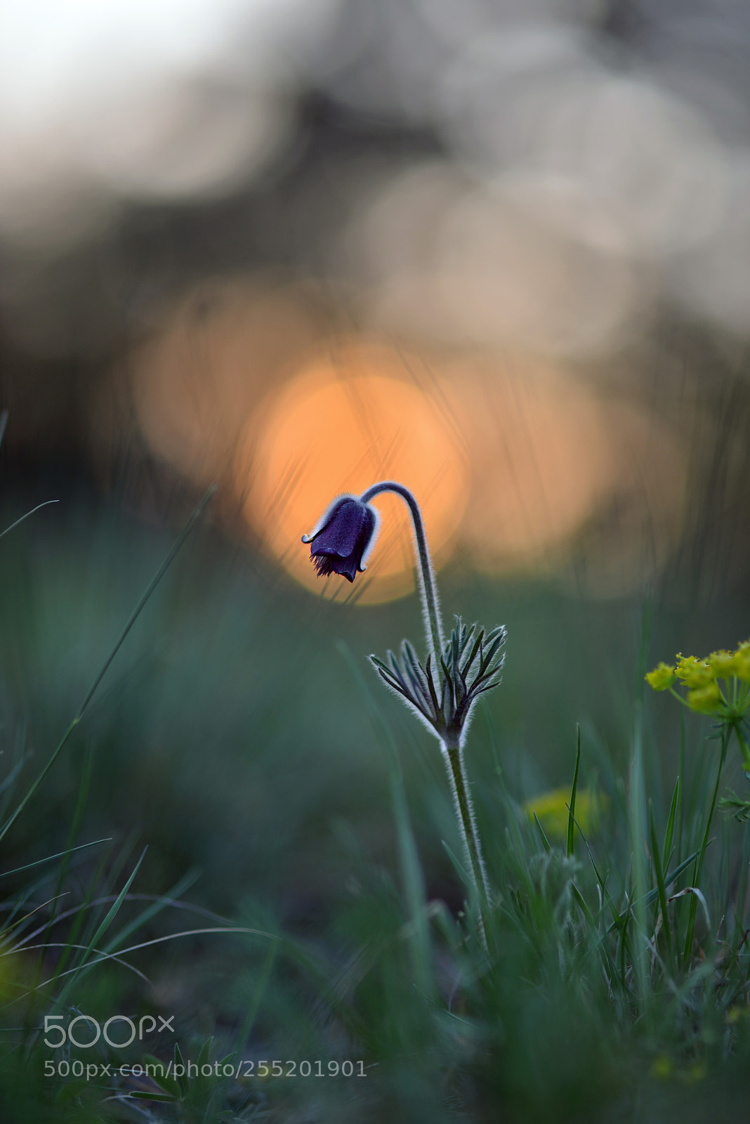 Nikon D800E sample photo. Pasque flower in the photography