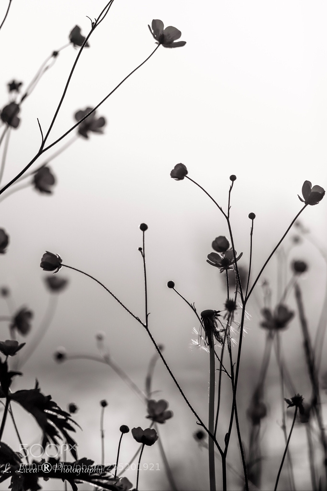 Canon EOS 6D Mark II sample photo. Caress of light 48 photography