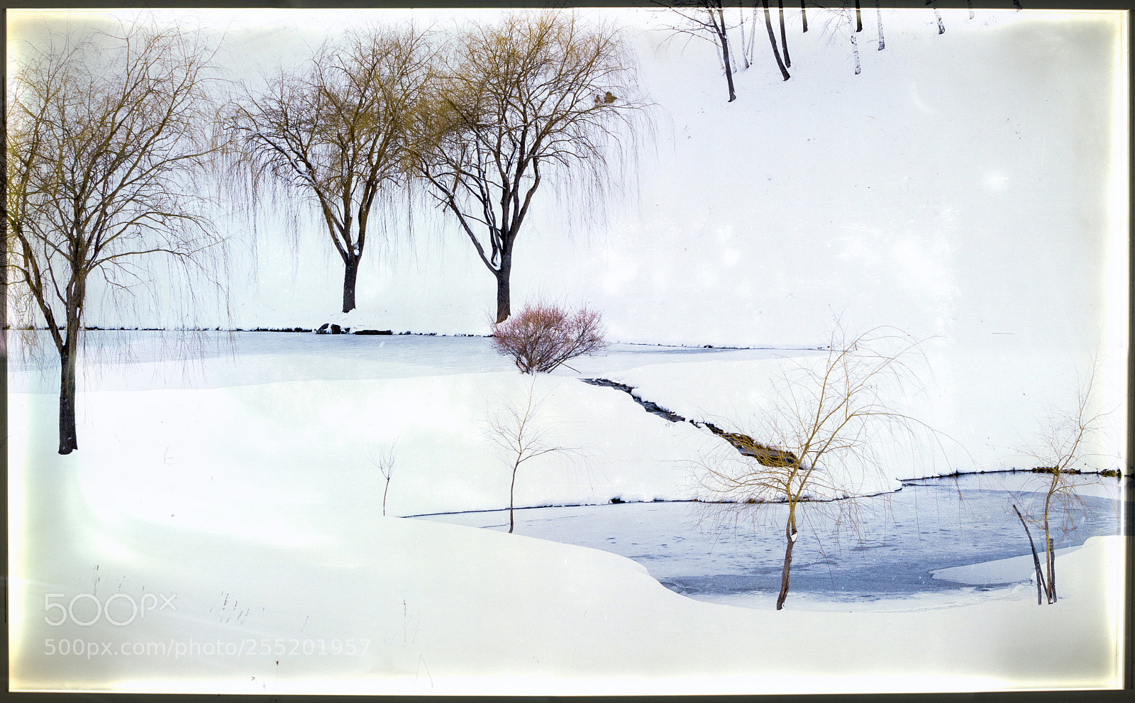 Sony a6000 sample photo. Winter willows photography