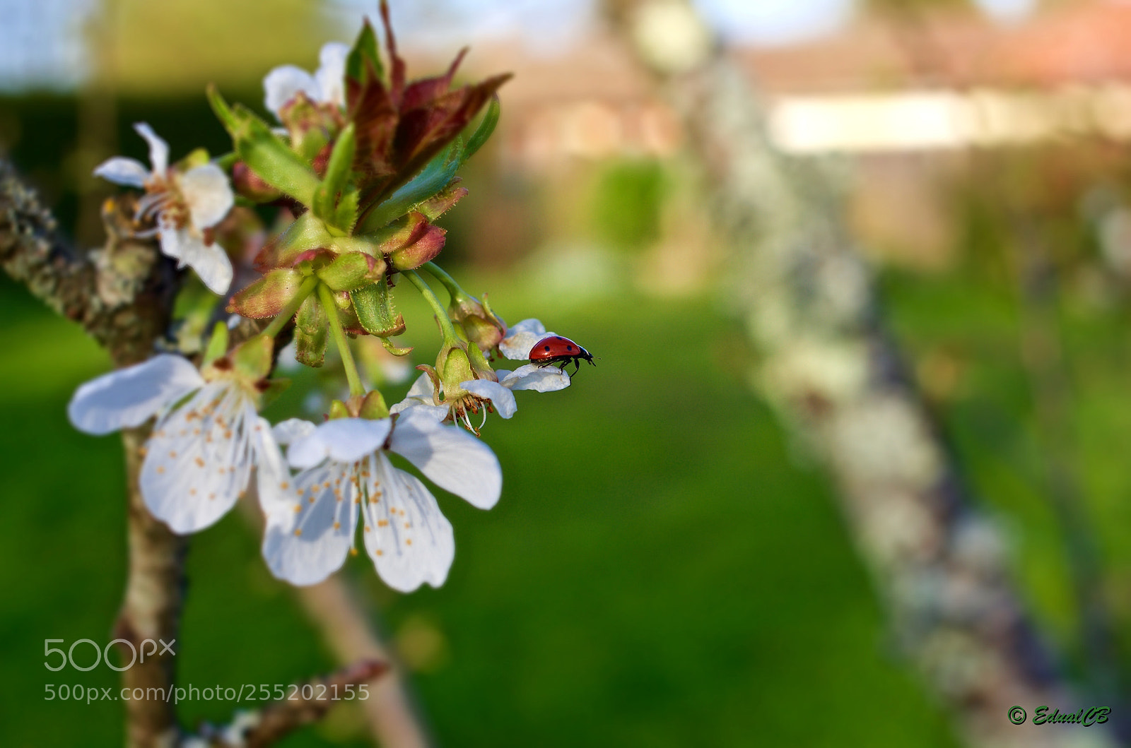 Pentax K-5 sample photo. Ladybug on a cherry photography