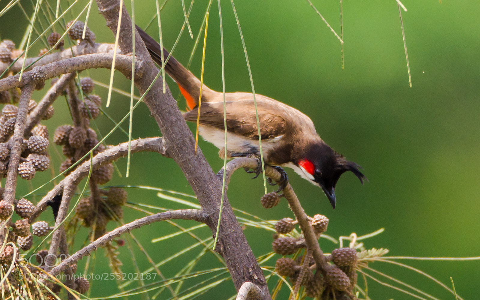 Nikon D7000 sample photo. Bulbul stance photography