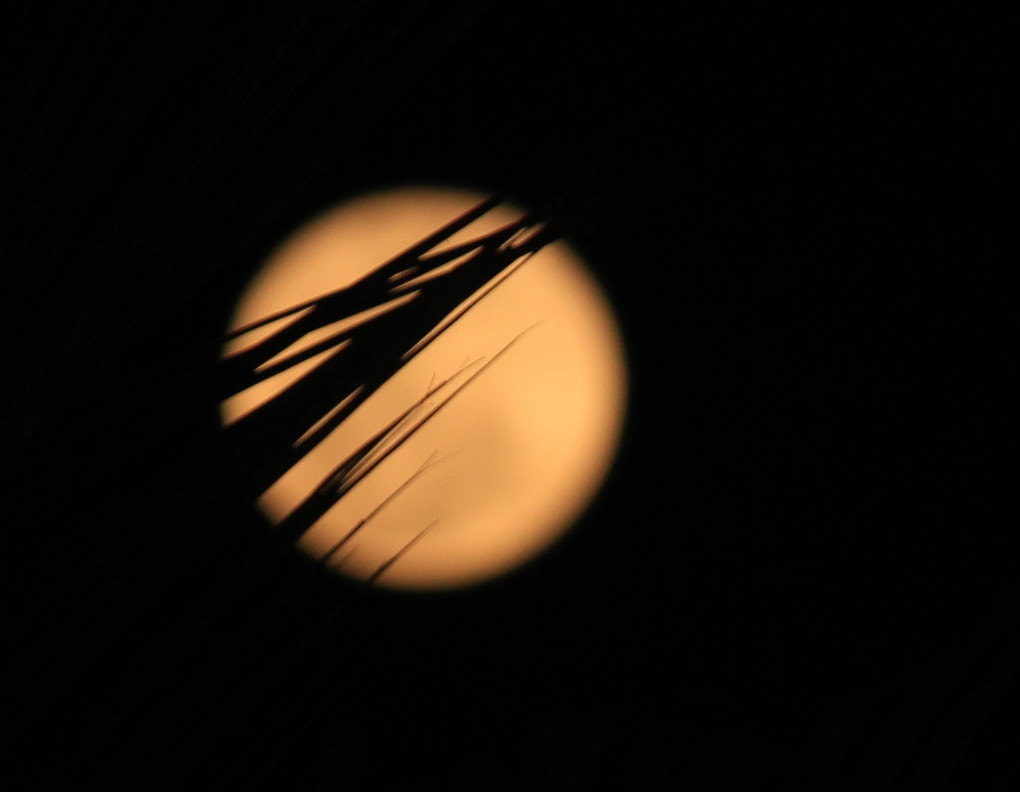 Canon EF-S 55-250mm F4-5.6 IS II sample photo