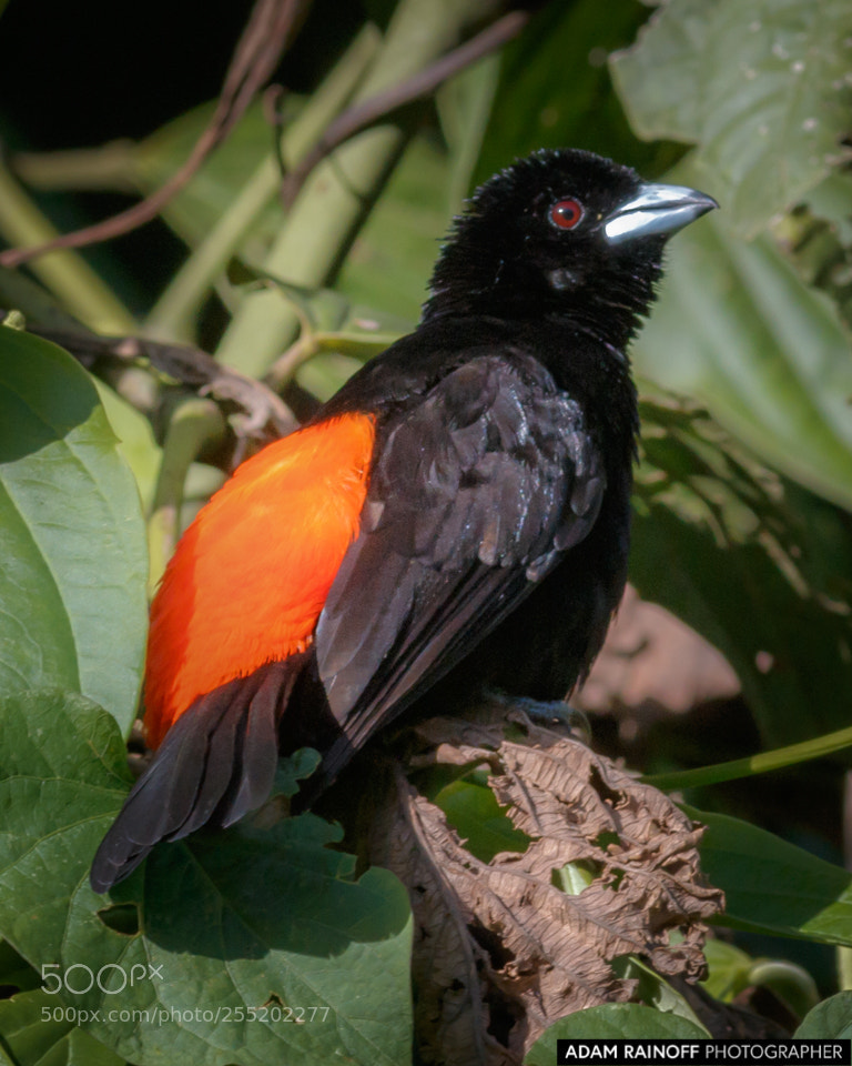 Canon EOS 70D sample photo. Flame rumped tanager alcazares photography