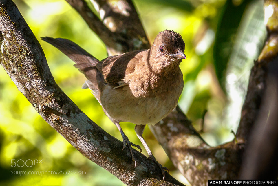 Canon EOS 70D sample photo. Black-billed thrush alcazares manizales photography