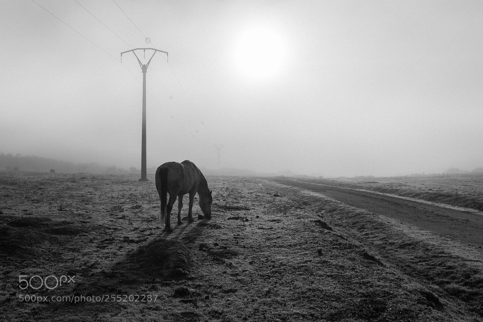 Canon EOS 5D Mark II sample photo. Communication and loneliness... photography