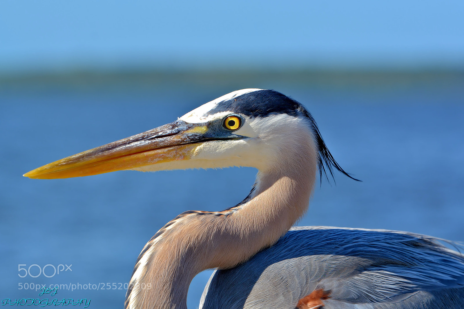 Nikon D7100 sample photo. Blue heron photography