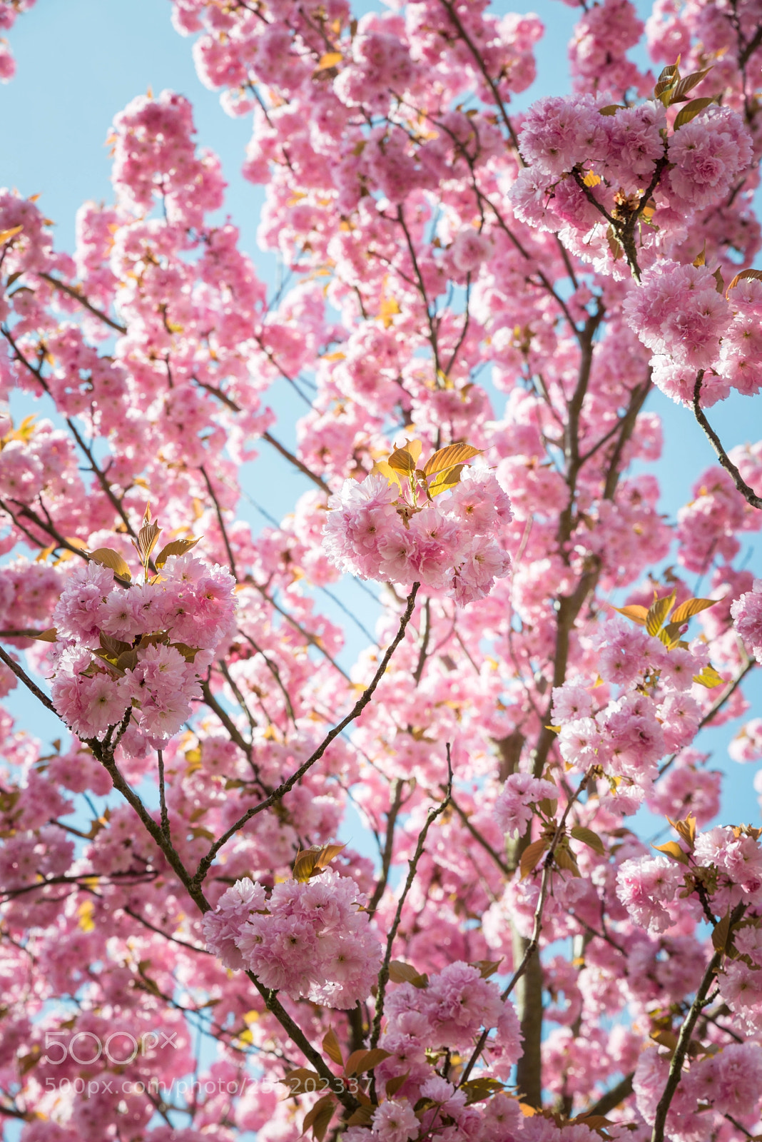 Nikon D800 sample photo. Simply amazing! berlin, germany photography