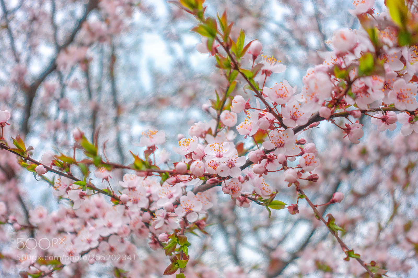 Sony DSC-RX100M5 sample photo. Pink blossom photography