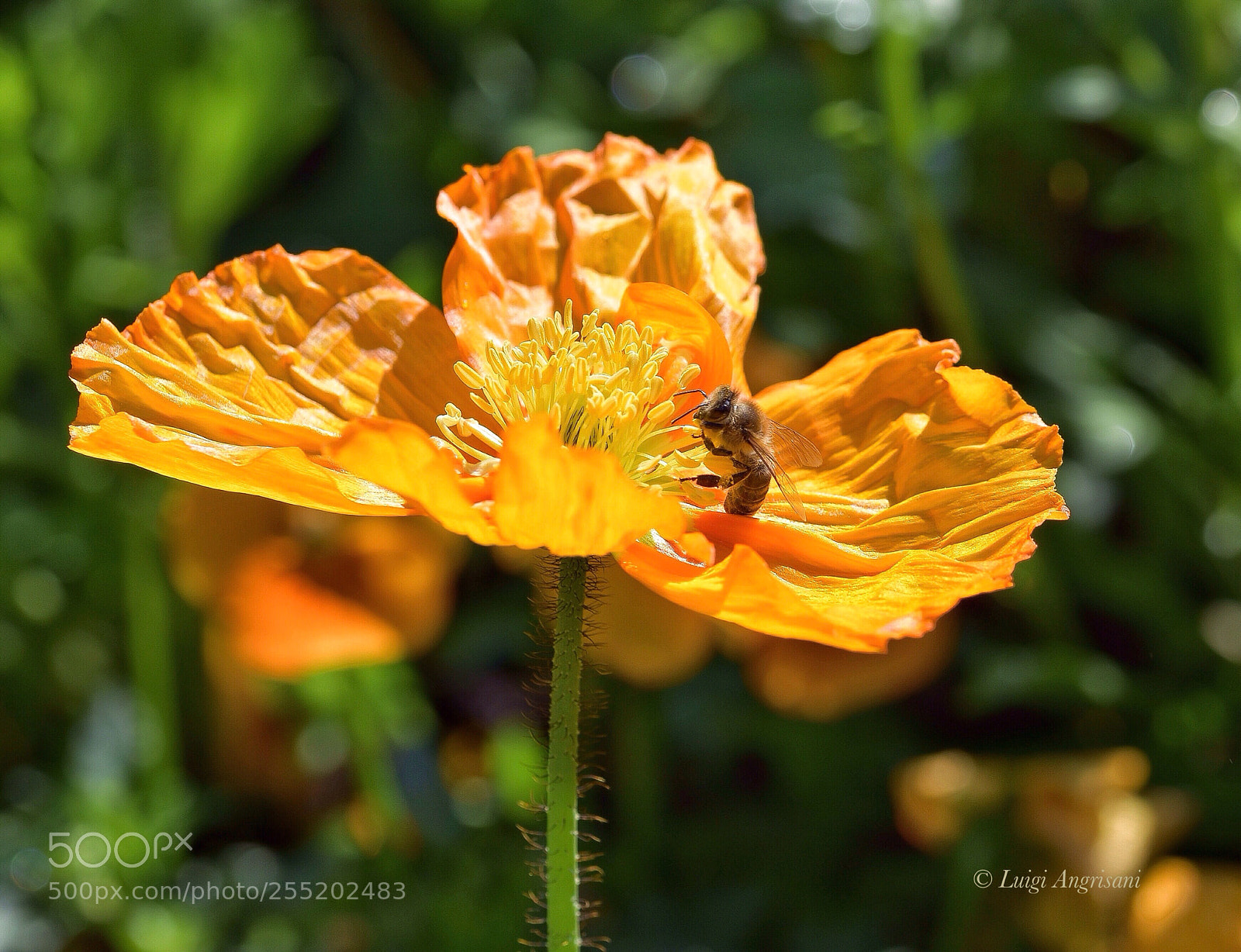 Nikon D7200 sample photo. Nature photography