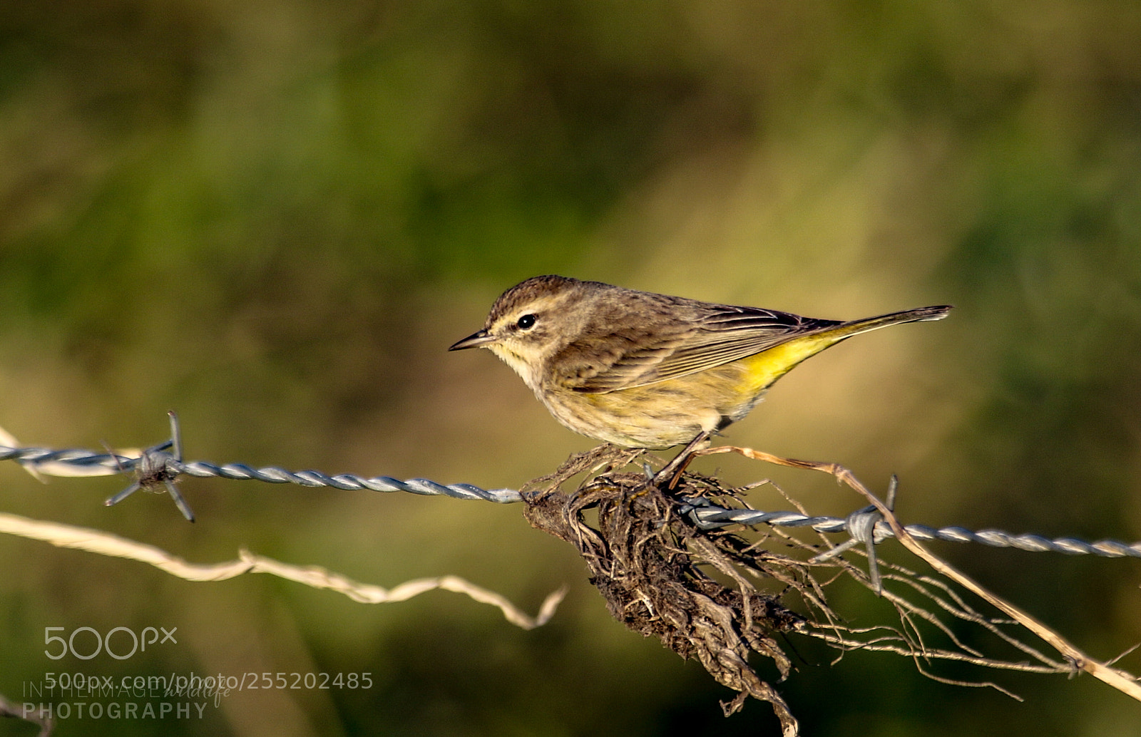 Canon EOS 7D Mark II sample photo. Little bird on a photography