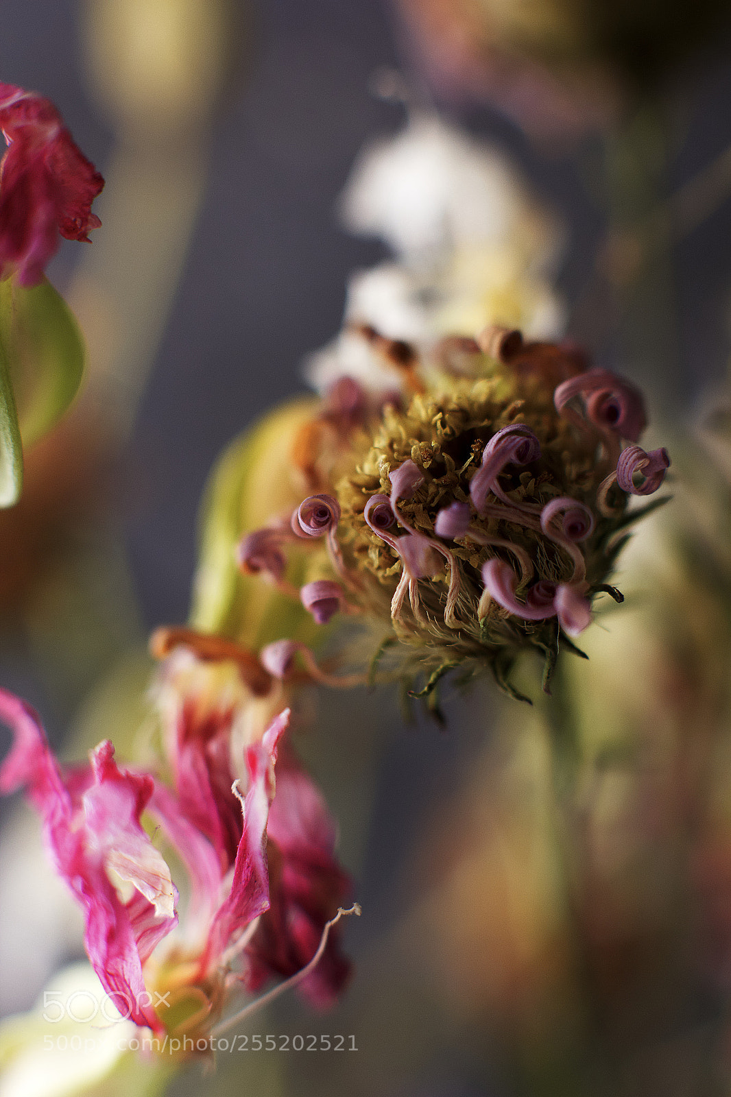 Canon EOS 60D sample photo. Dead flower 1 photography