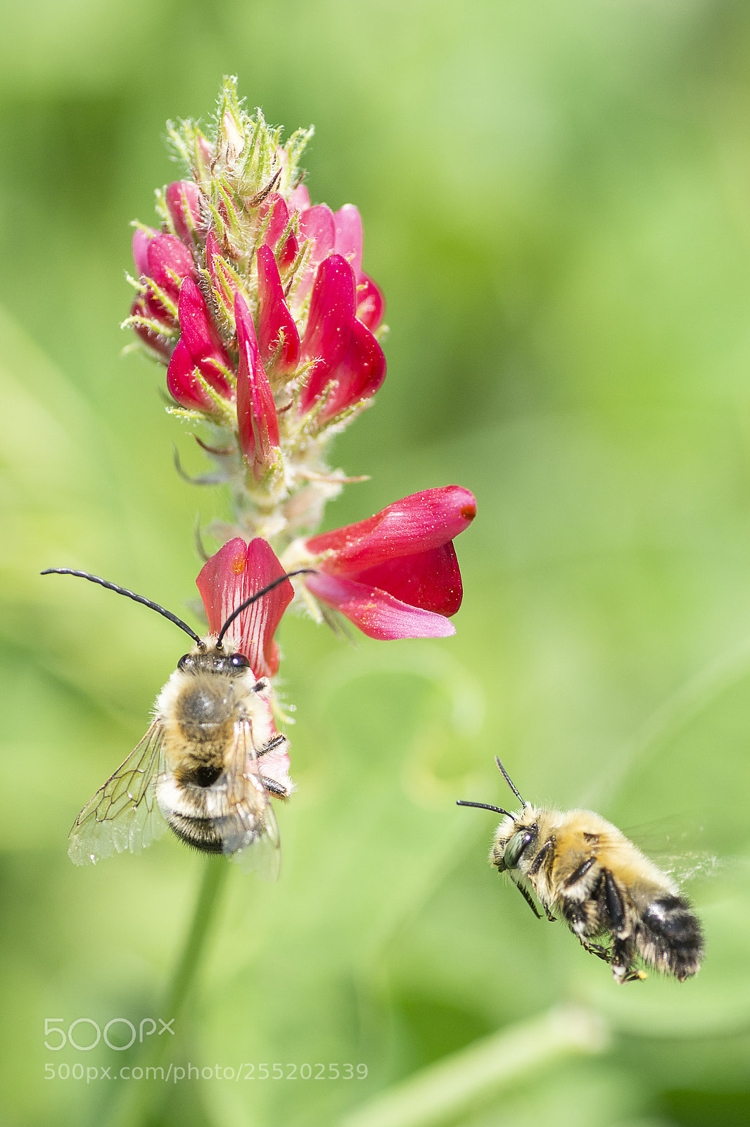 Nikon D7200 sample photo. Spring photography