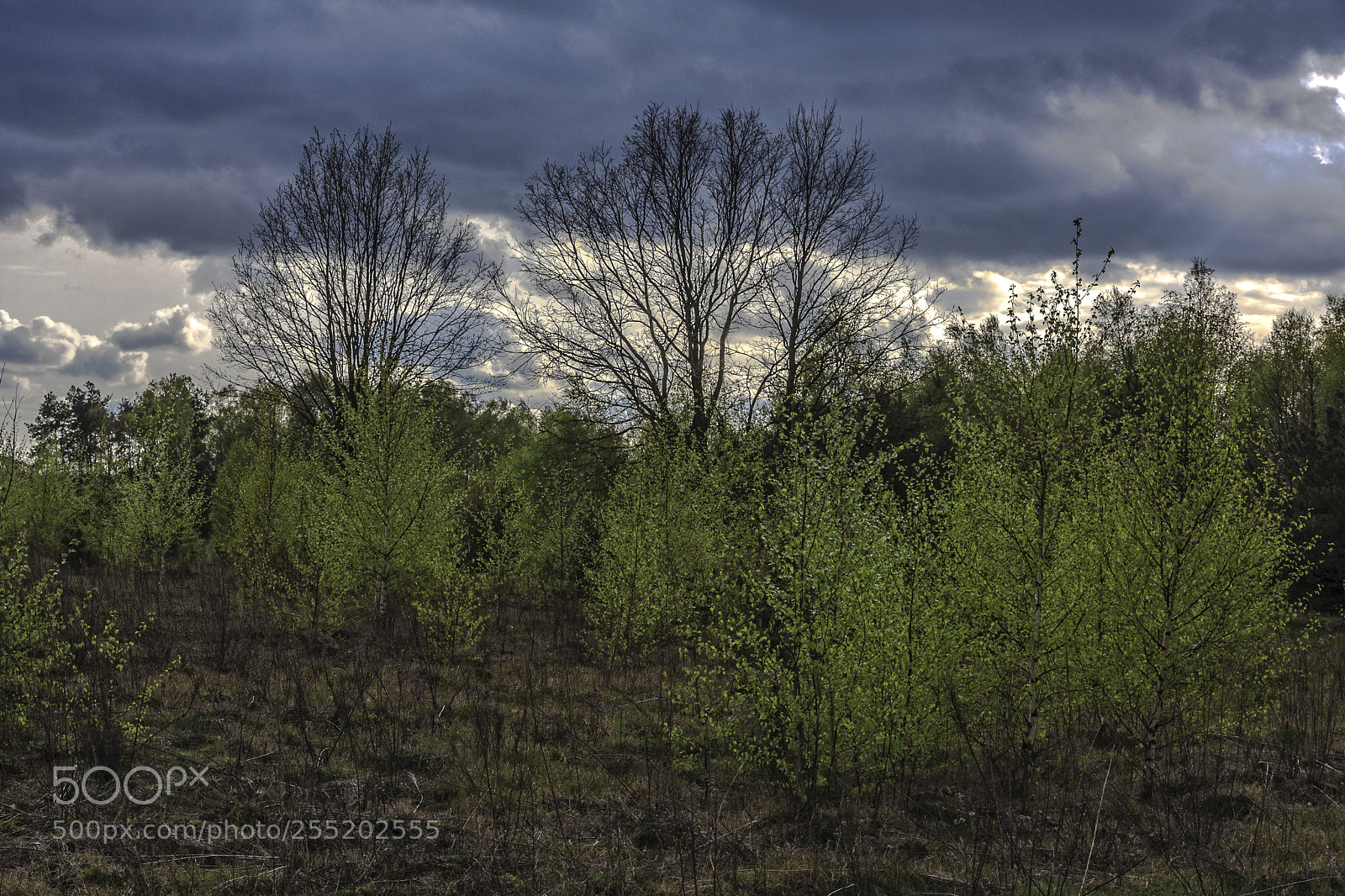 Canon EOS 40D sample photo. In spring photography