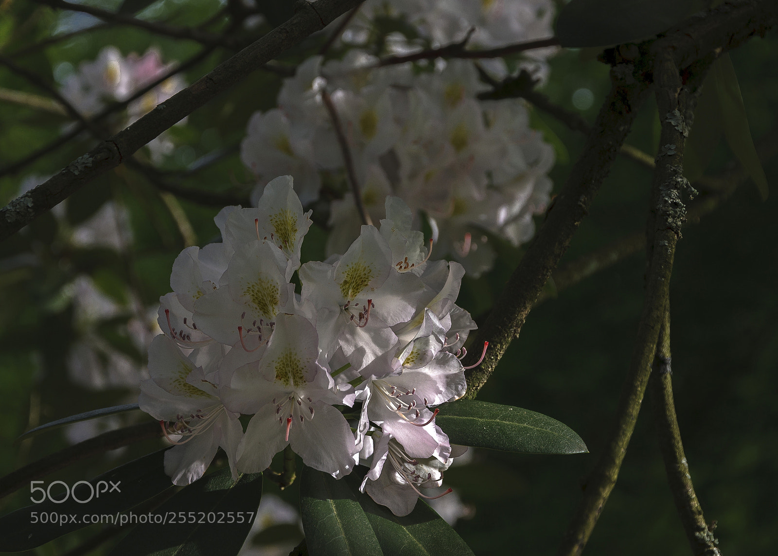 Canon EOS 40D sample photo. In spring photography
