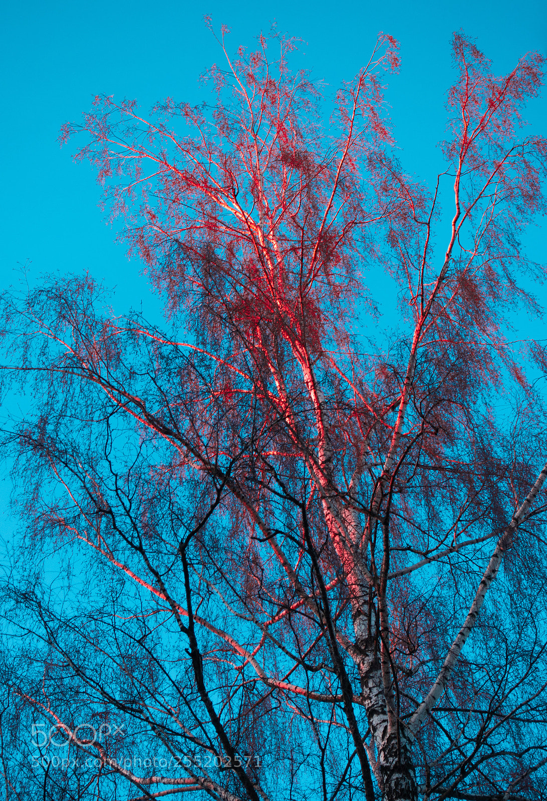 Sony DSC-RX100M5 sample photo. Bloody tree photography