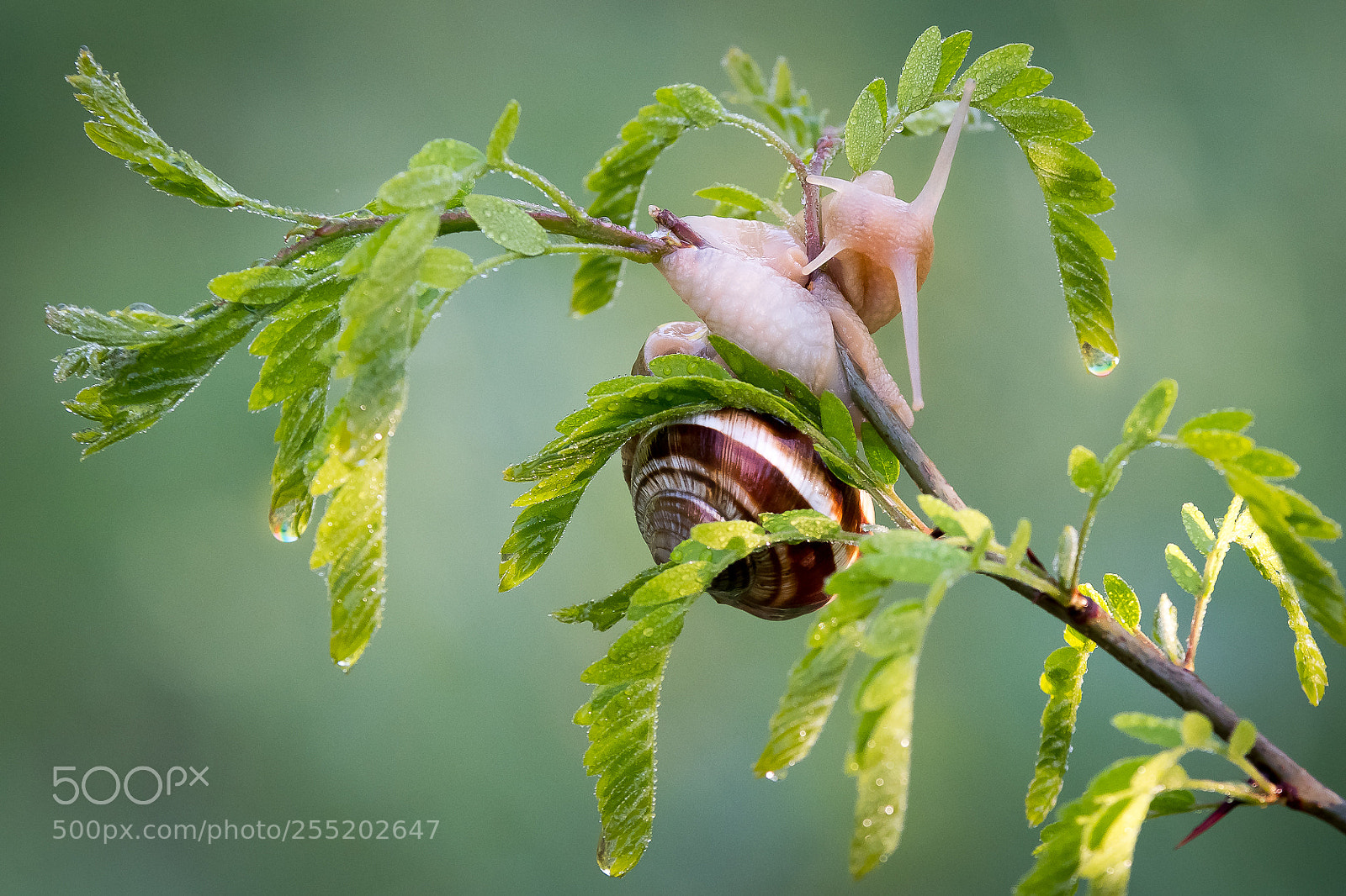 Nikon D500 sample photo. Acrobat photography