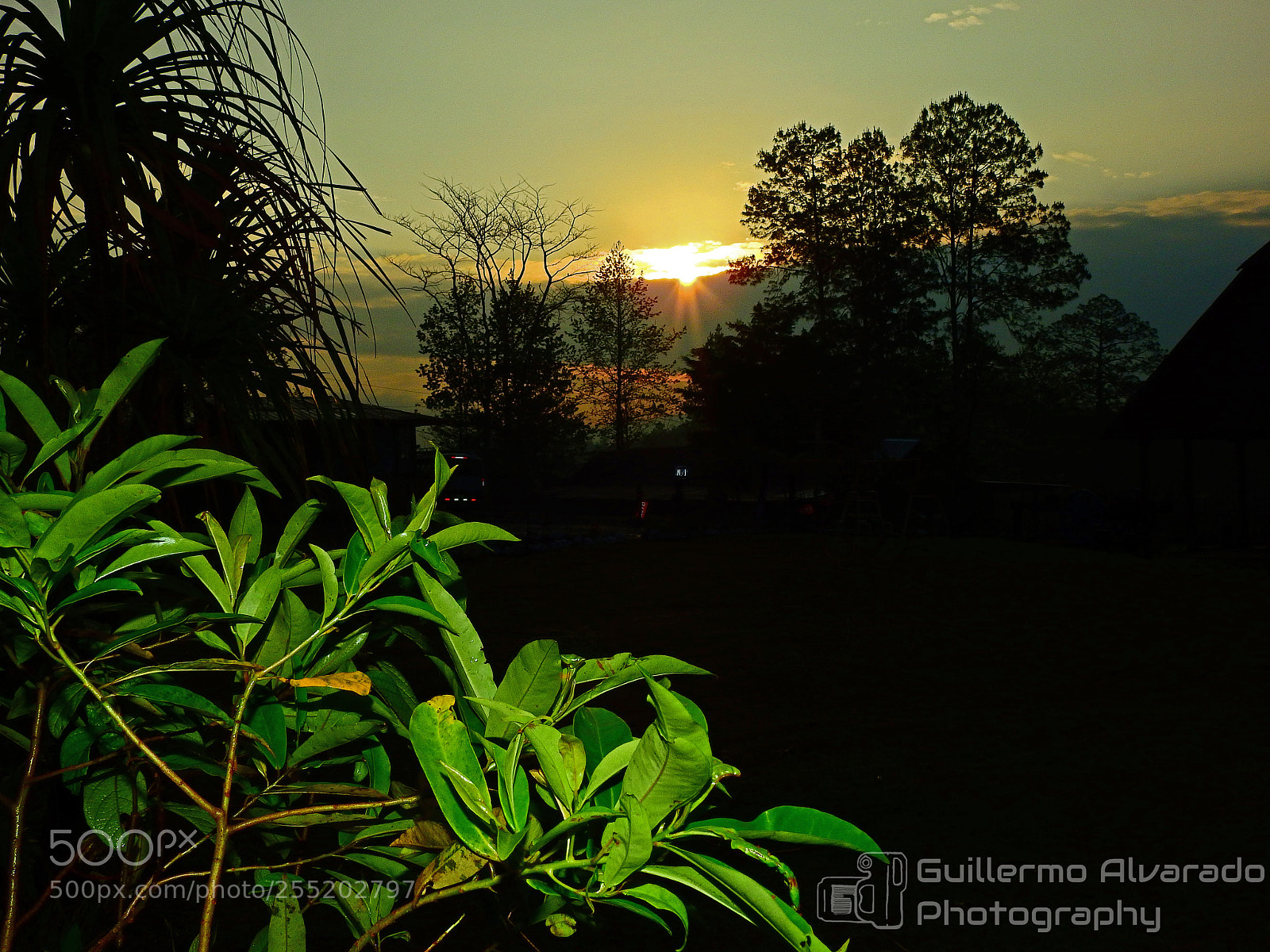 Nikon Coolpix P900 sample photo. Rising sun photography