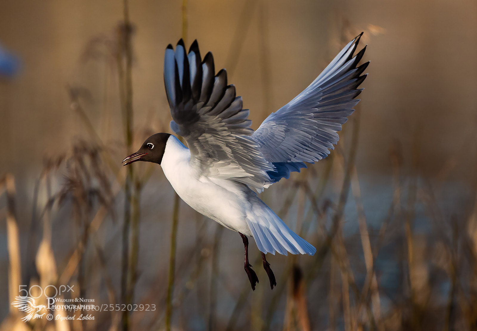 Canon EOS-1D X Mark II sample photo. Black-headed gull photography