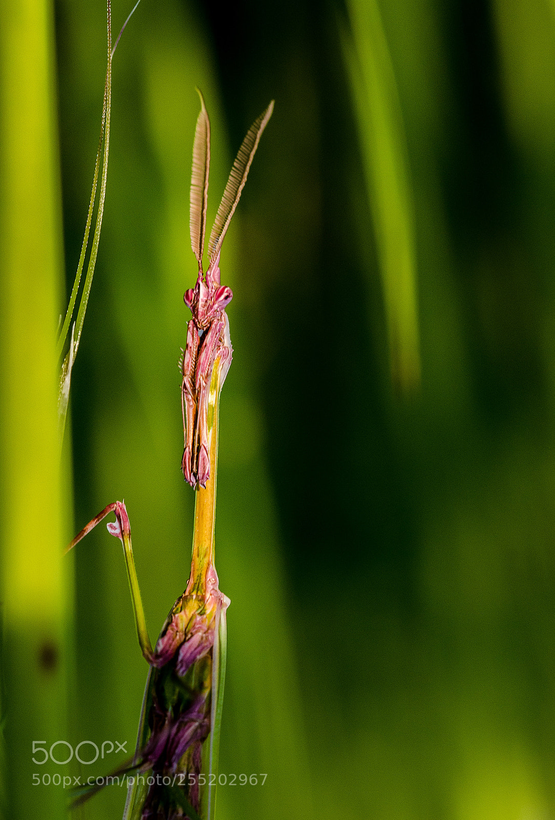 Nikon D7000 sample photo. Mantis photography
