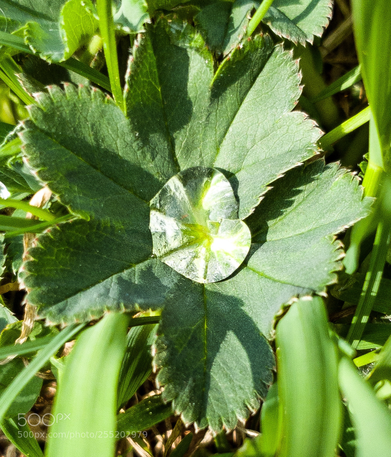 Samsung Galaxy S9+ sample photo. Drop? diamond? photography