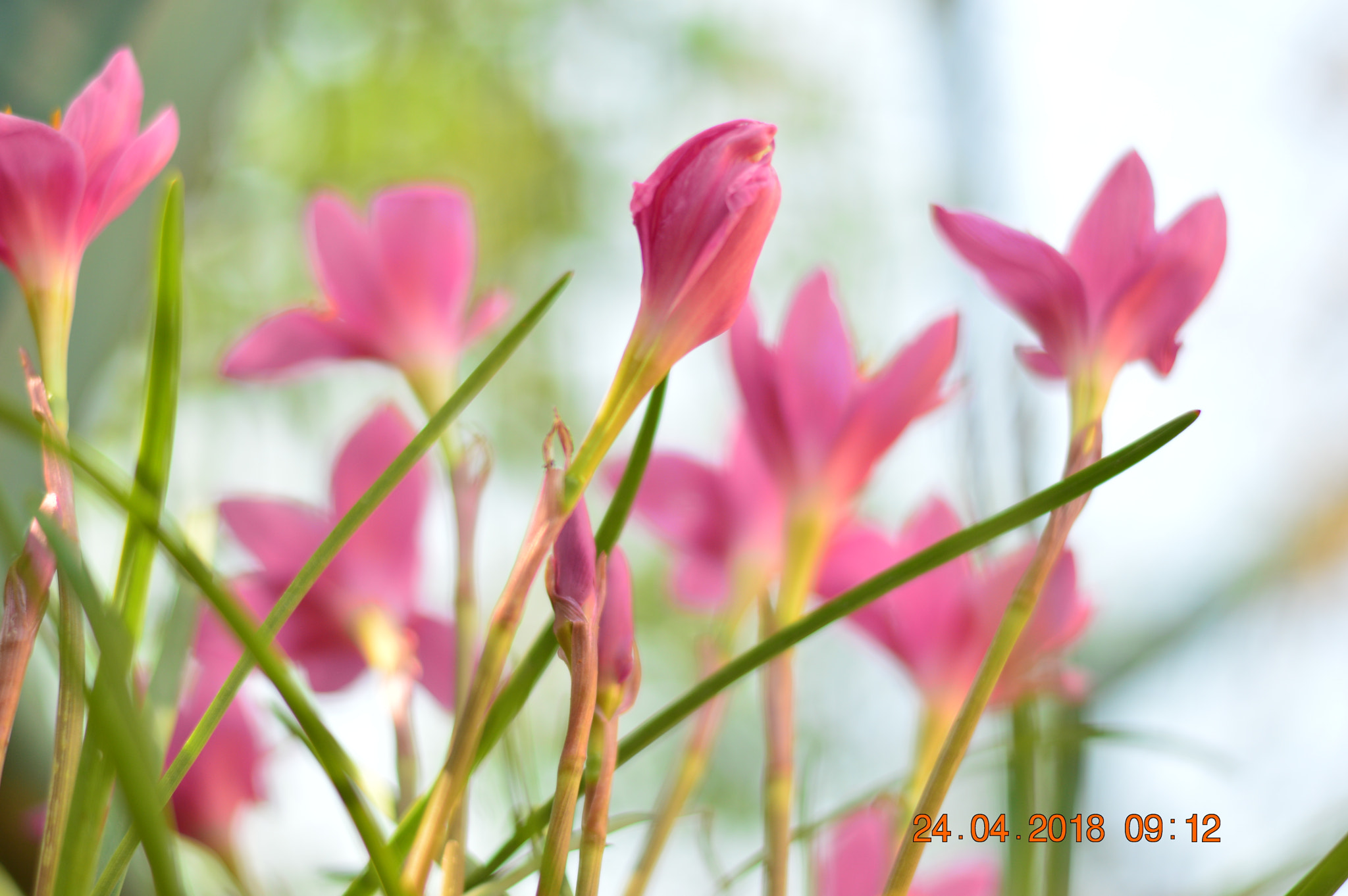 Nikon D3200 + Nikon AF-S Nikkor 50mm F1.8G sample photo. Clicks of lilly (s) photography