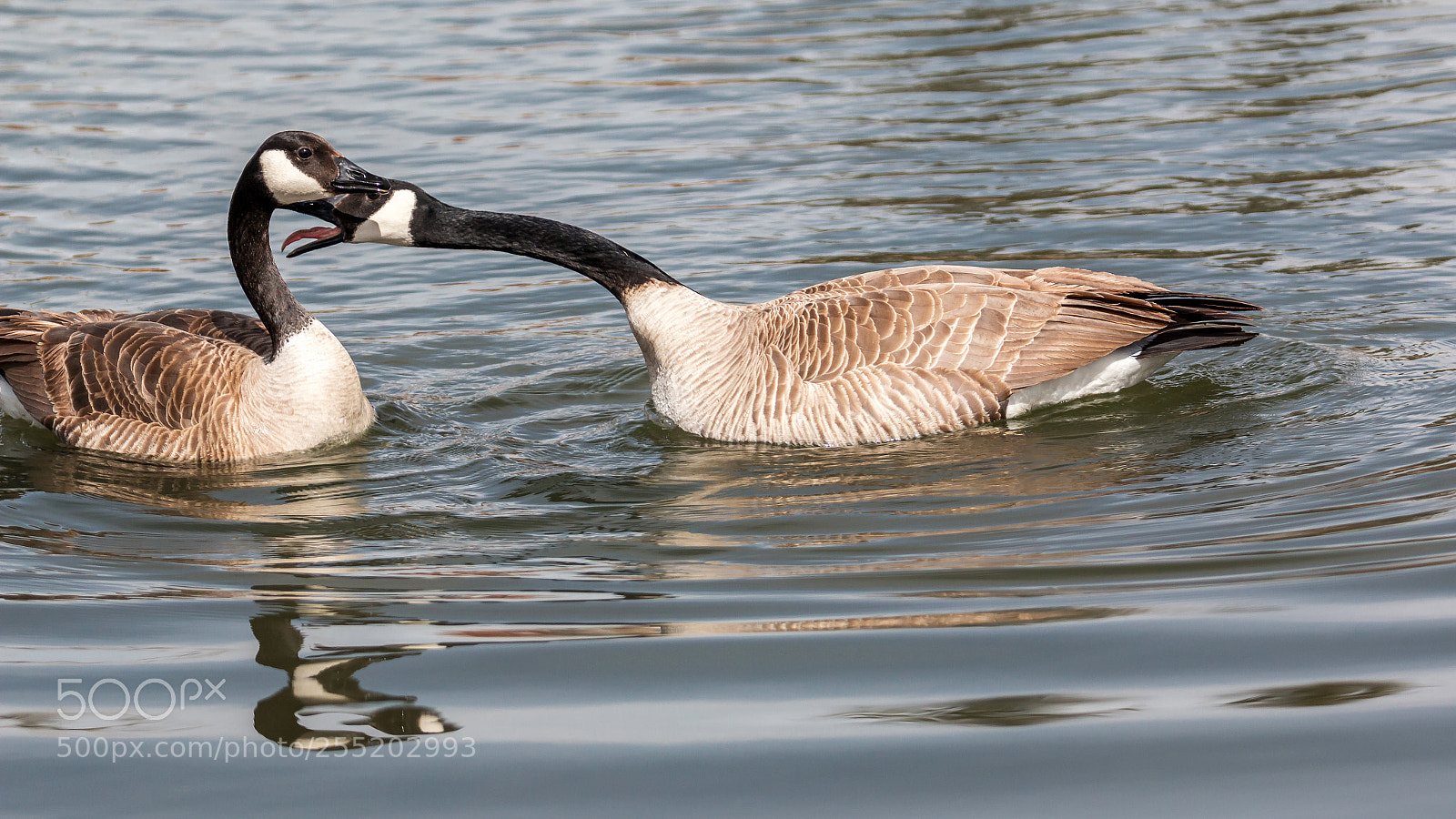 Canon EOS 70D sample photo. Goose tongue photography