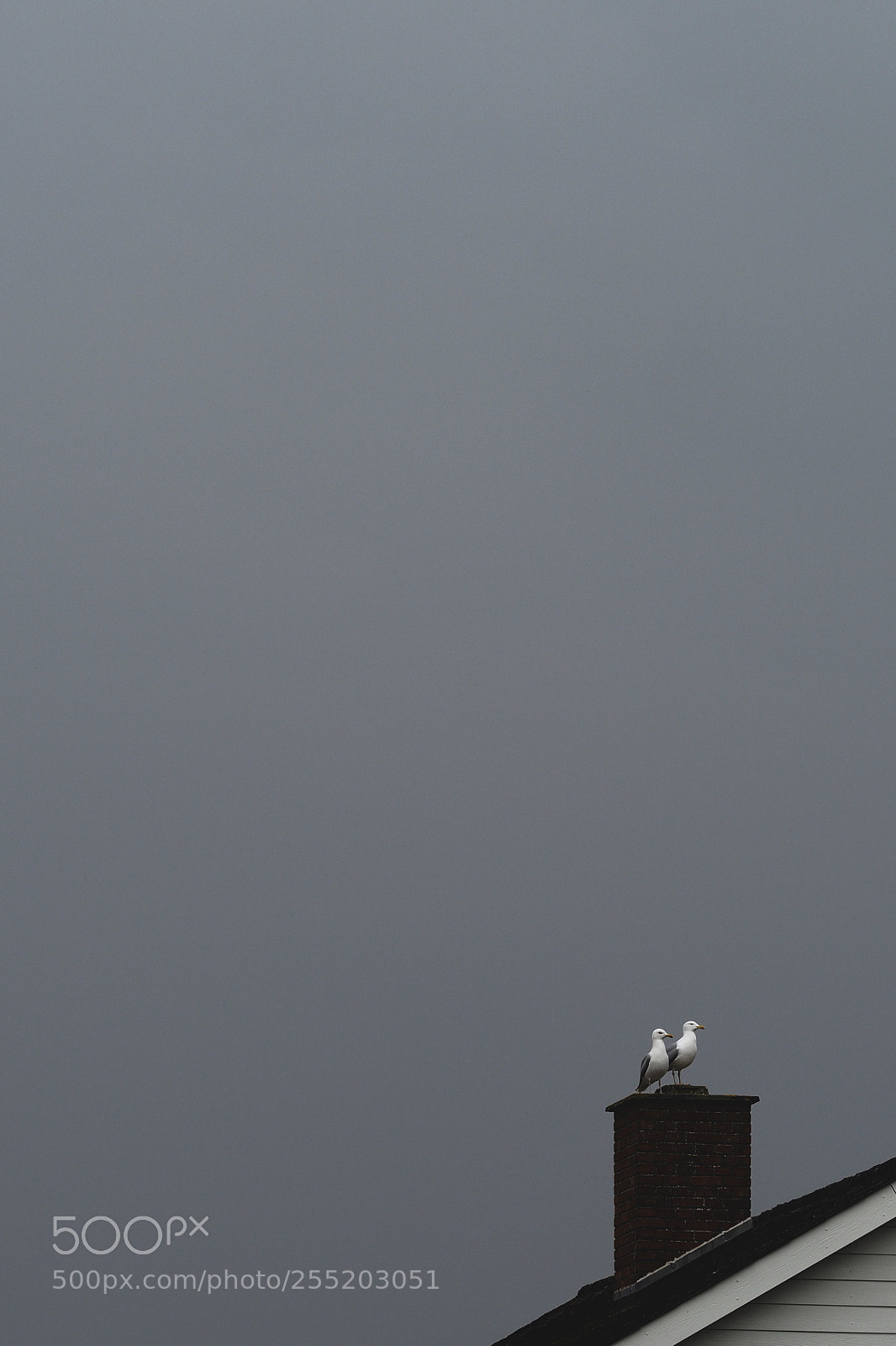 Olympus OM-D E-M5 II sample photo. To much bird photography
