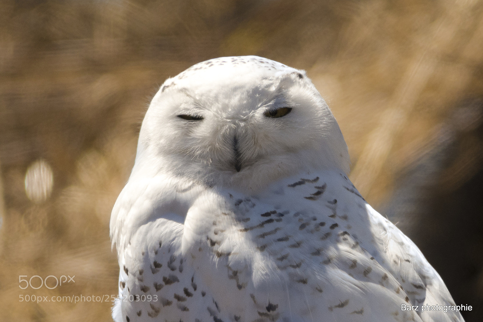 Nikon D7200 sample photo. Snow owl photography