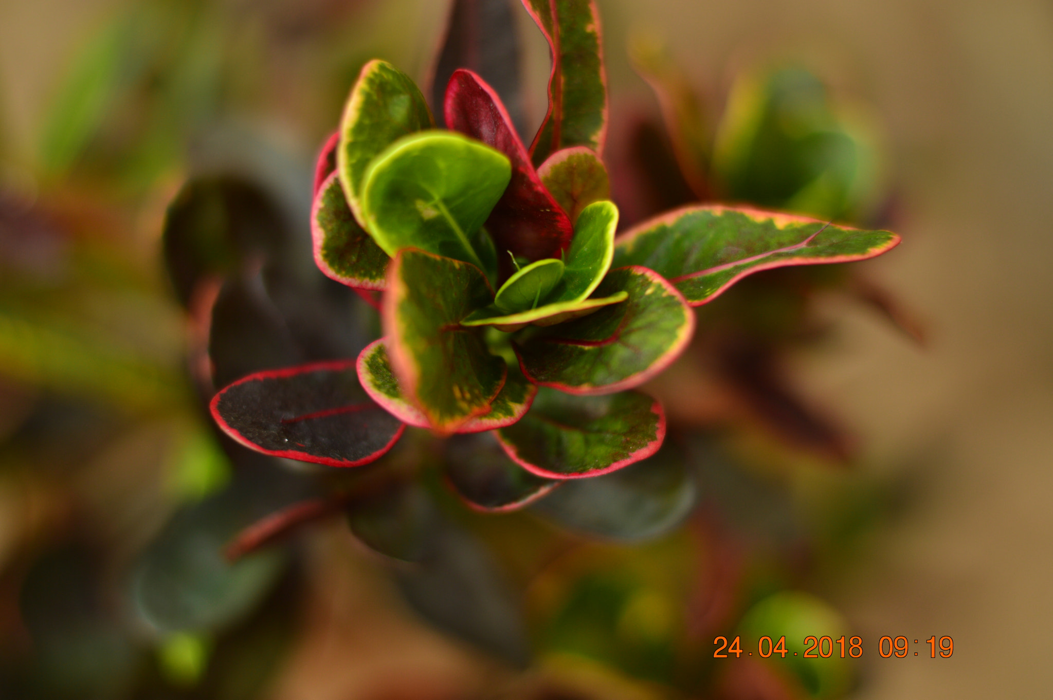 Nikon D3200 + Nikon AF-S Nikkor 50mm F1.8G sample photo. Colors bordered photography