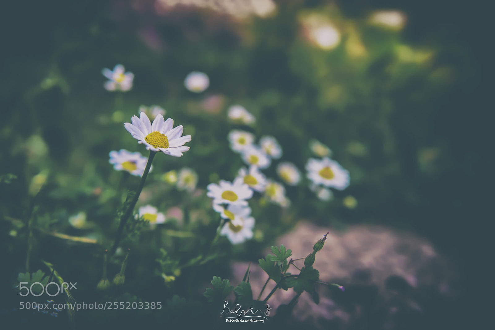 Sony a7 sample photo. One in all flower*** photography