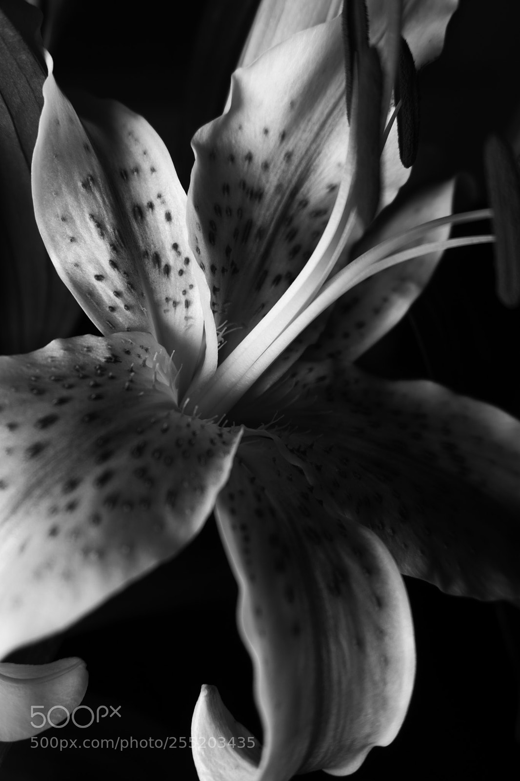Sony a6000 sample photo. Lily 3 photography