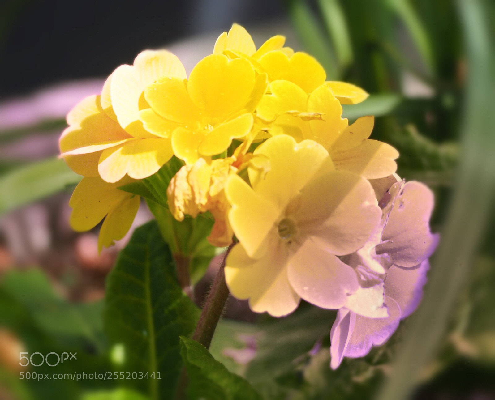 Olympus OM-D E-M10 II sample photo. Blooming photography