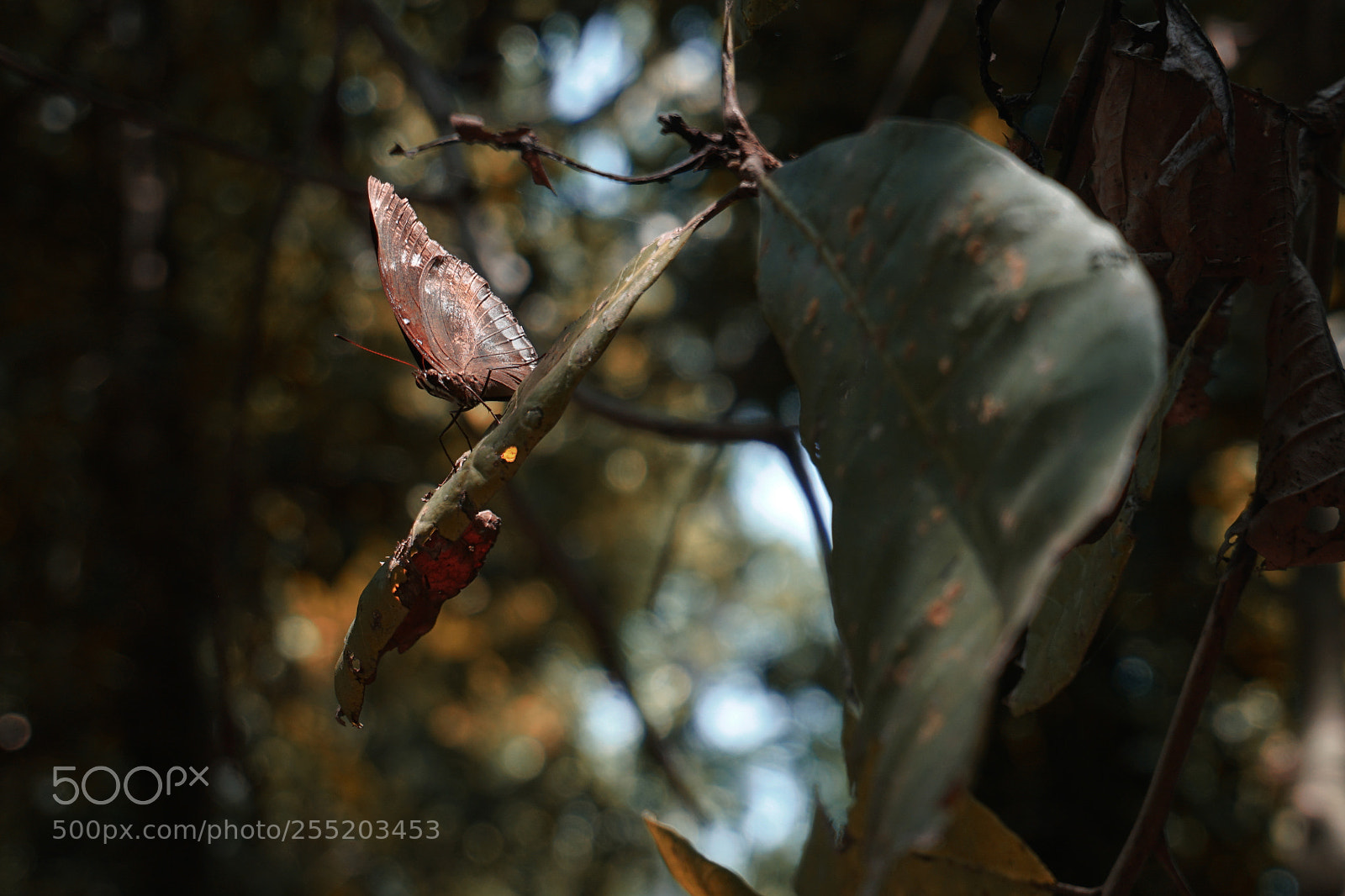 Sony a6300 sample photo. In the limelight! photography