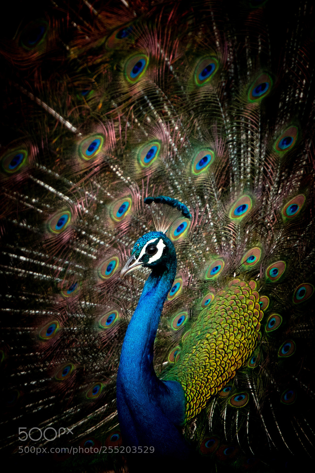 Canon EOS 5D Mark IV sample photo. #peacock. photography