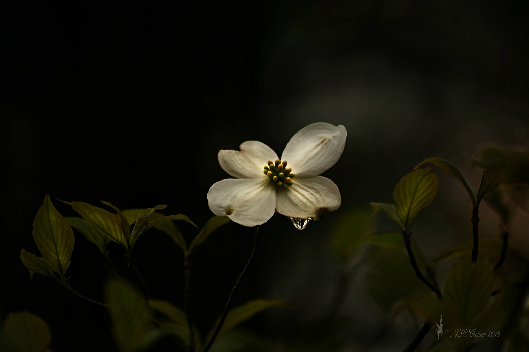 Canon EF 75-300mm f/4-5.6 sample photo. Cornus florida photography
