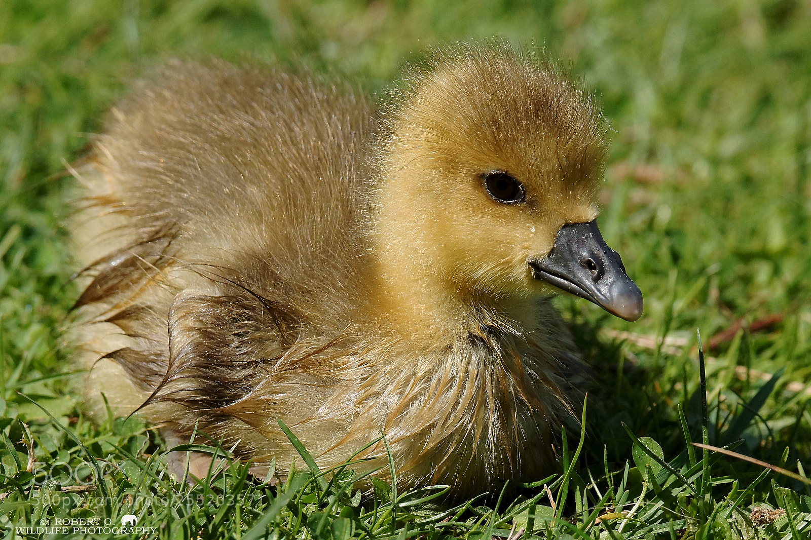 Sony SLT-A77 sample photo. Young grey goose photography