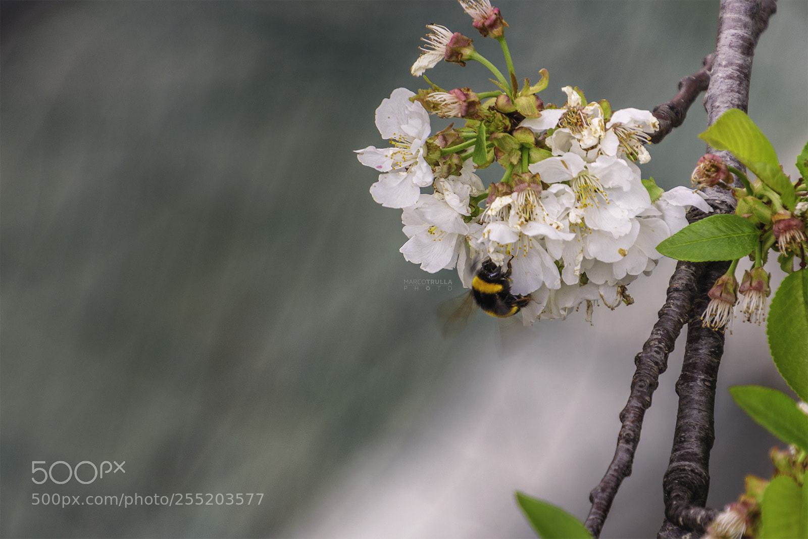 Nikon D7200 sample photo. Spring is life photography