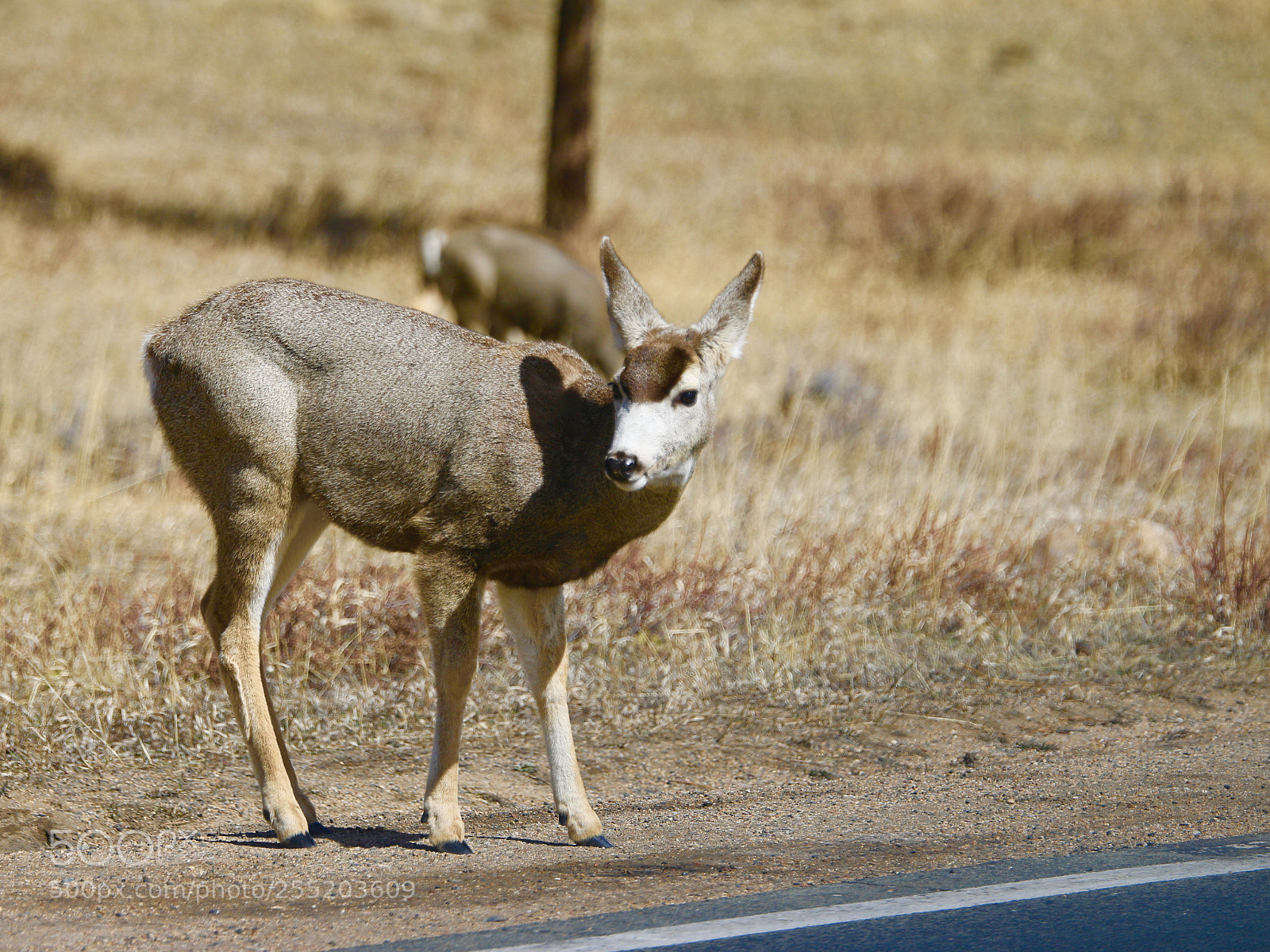 Canon EOS 70D sample photo. Why did the mule photography